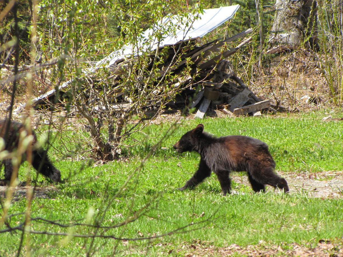 Bear Valley Guesthouse Stewart Esterno foto