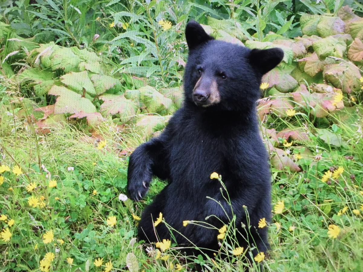 Bear Valley Guesthouse Stewart Esterno foto